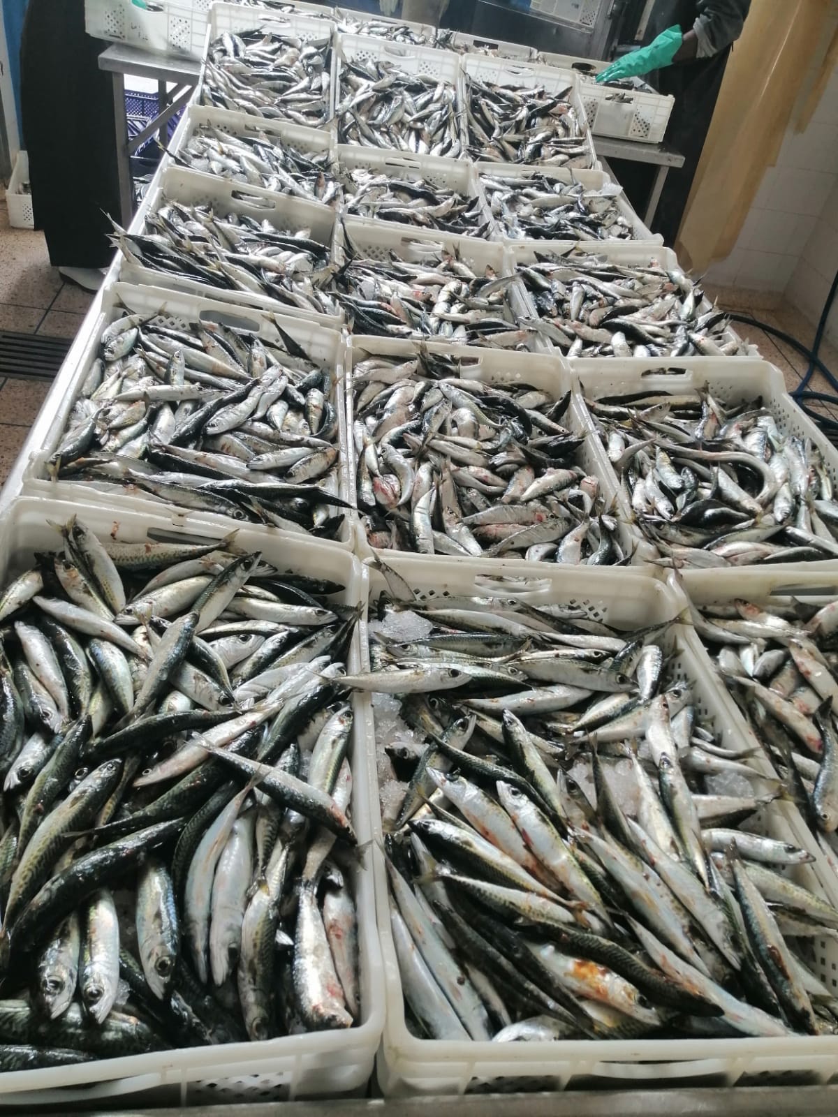 Frozen Bait fish from Morocco /export import offers