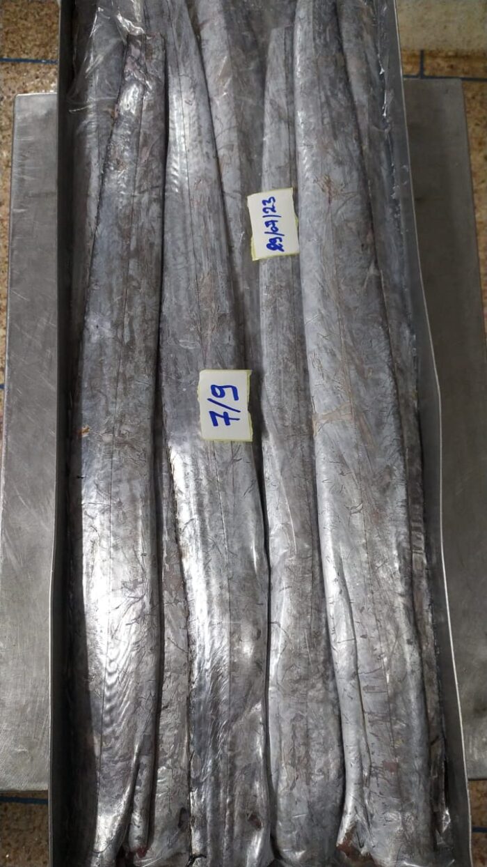 Ribbon fish HgT Production, Export & Import Poisson Agadir La