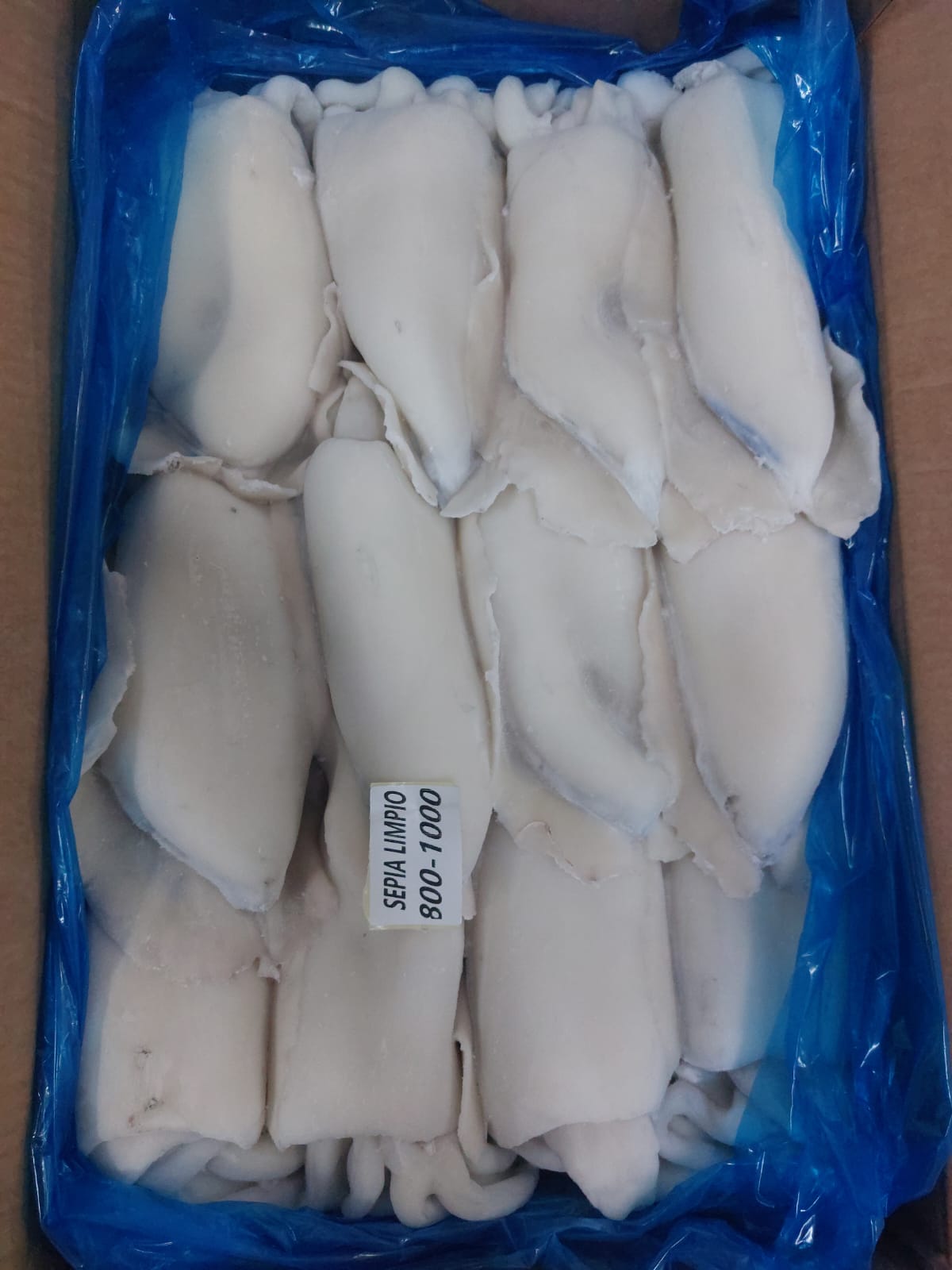 Cuttlefish-cleaned-27-09-size-800-1kg-1